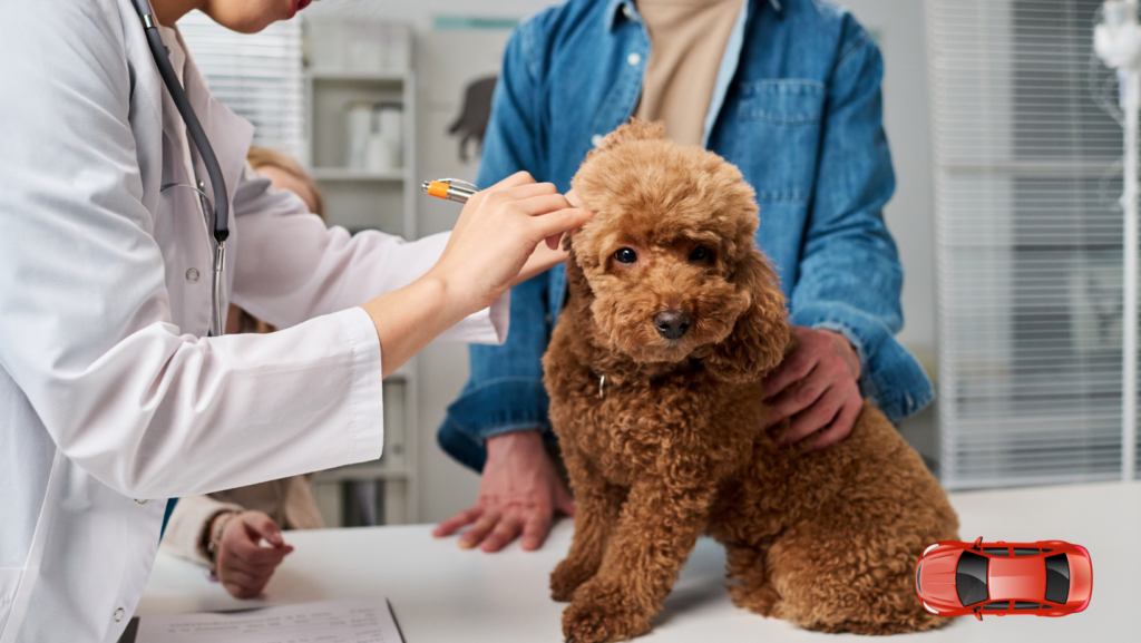 Se requiere personal de limpieza responsable para veterinaria